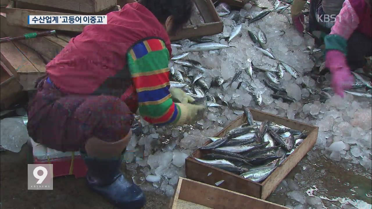 안 잡히고 안 팔리고…수산업계 ‘고등어 이중고’