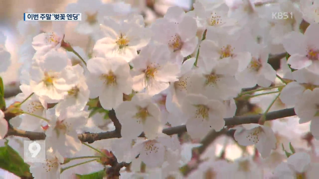 늦게 핀 서울 벚꽃…이번 주말 ‘벚꽃 엔딩’
