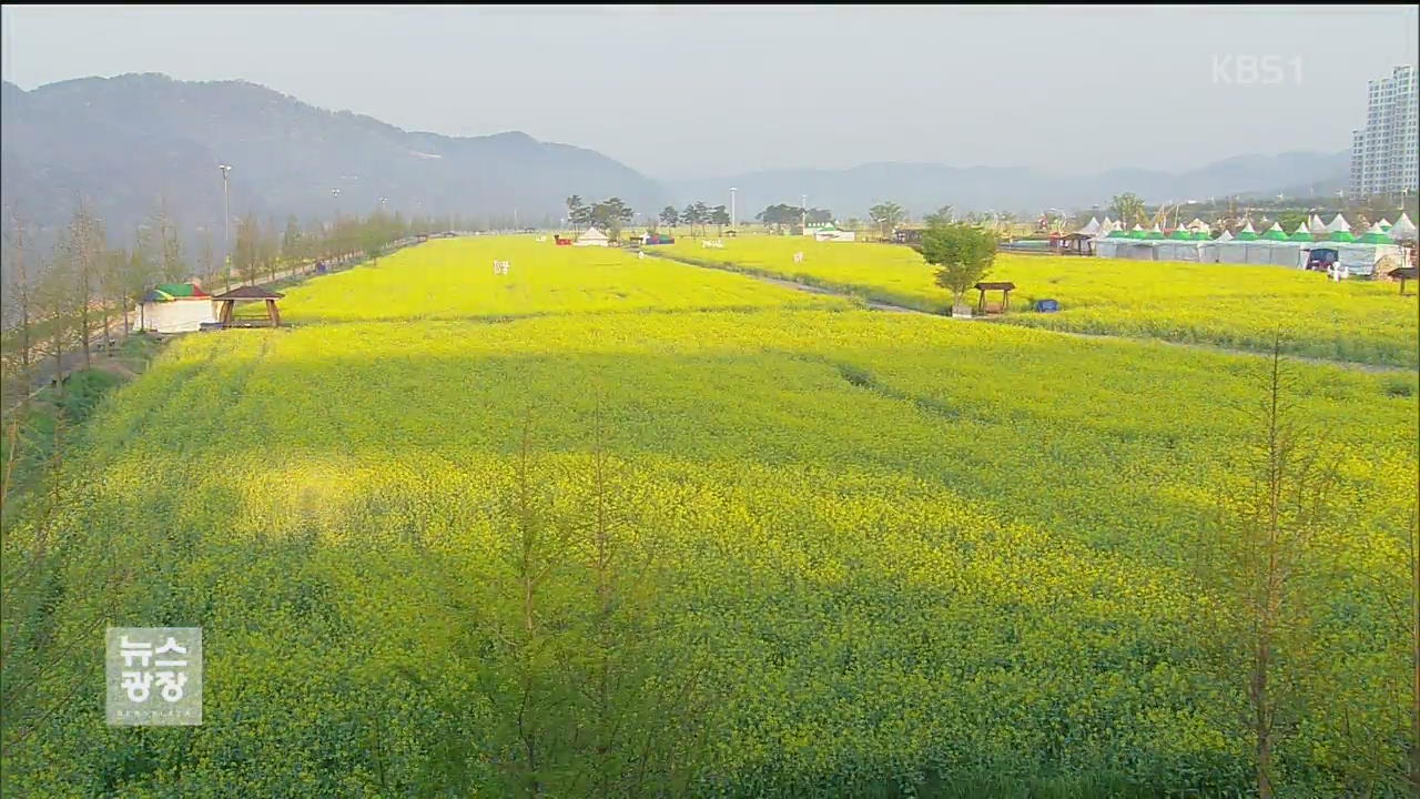 낙동강변 물들인 ‘전국 최대’ 유채꽃밭