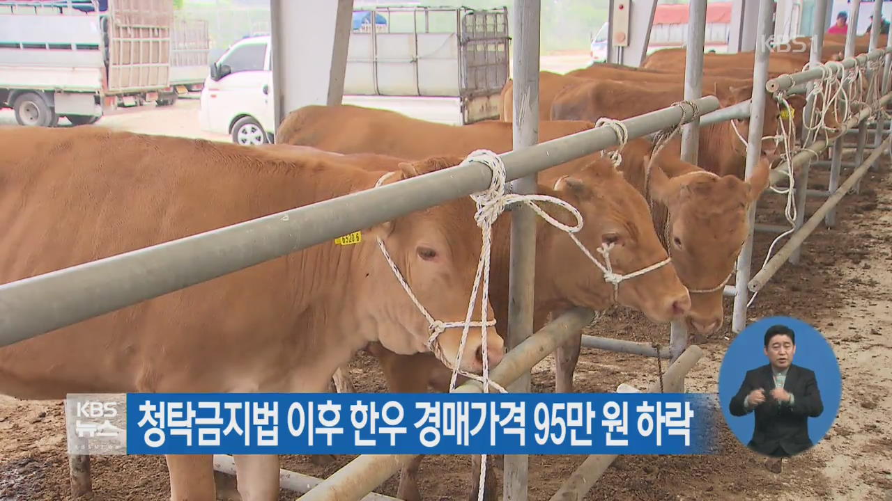 청탁금지법 이후 한우 경매가격 95만 원 하락