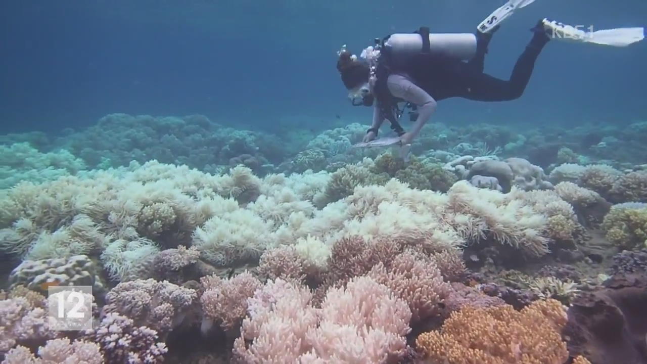 세계 최대 산호초 지대 ‘표백 현상’ 심각