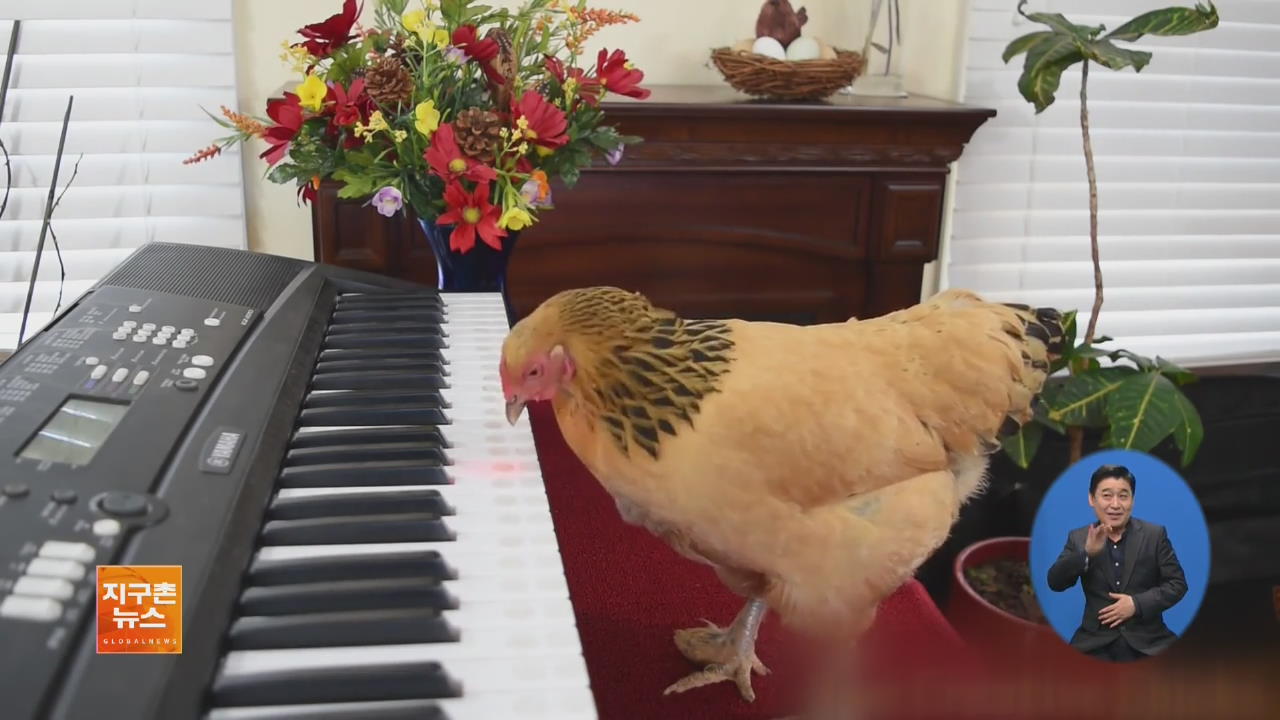 [지구촌 화제 영상] 오페라 선율 연주하는 ‘닭 피아니스트’