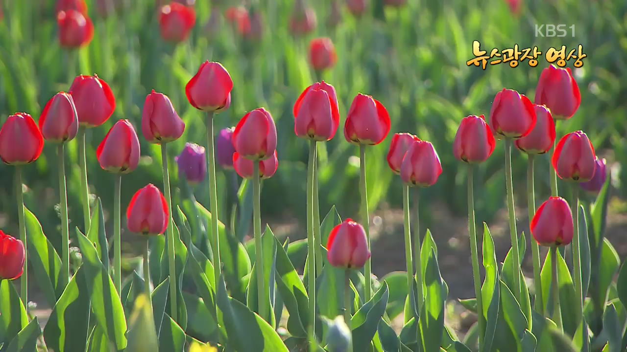 [뉴스광장 영상] 봄나들이