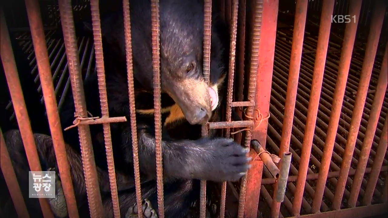 또 ‘사육 곰’ 탈출…정부·농가 관리 부실