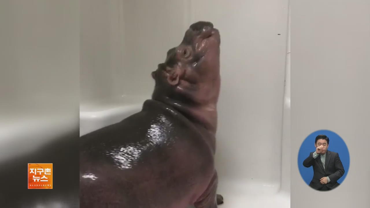 [지구촌 화제 영상] 새끼 하마의 생애 첫 ‘샤워’