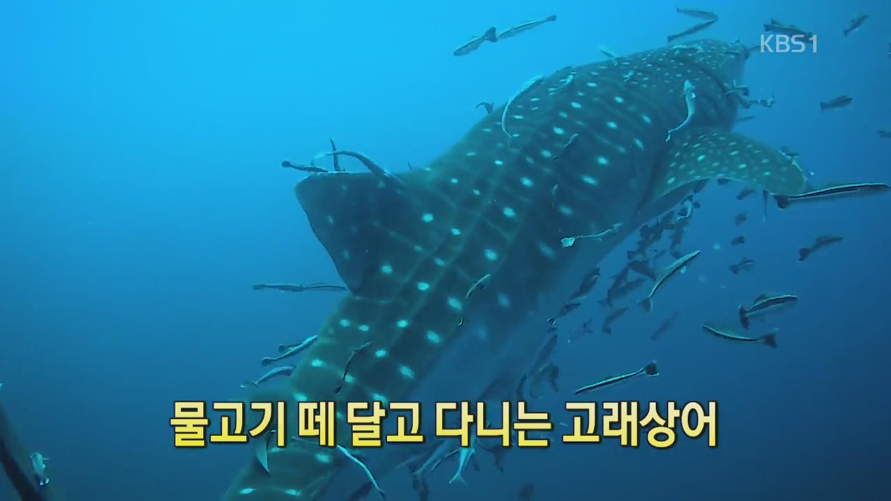 [디지털 광장] 물고기 떼 달고 다니는 고래상어