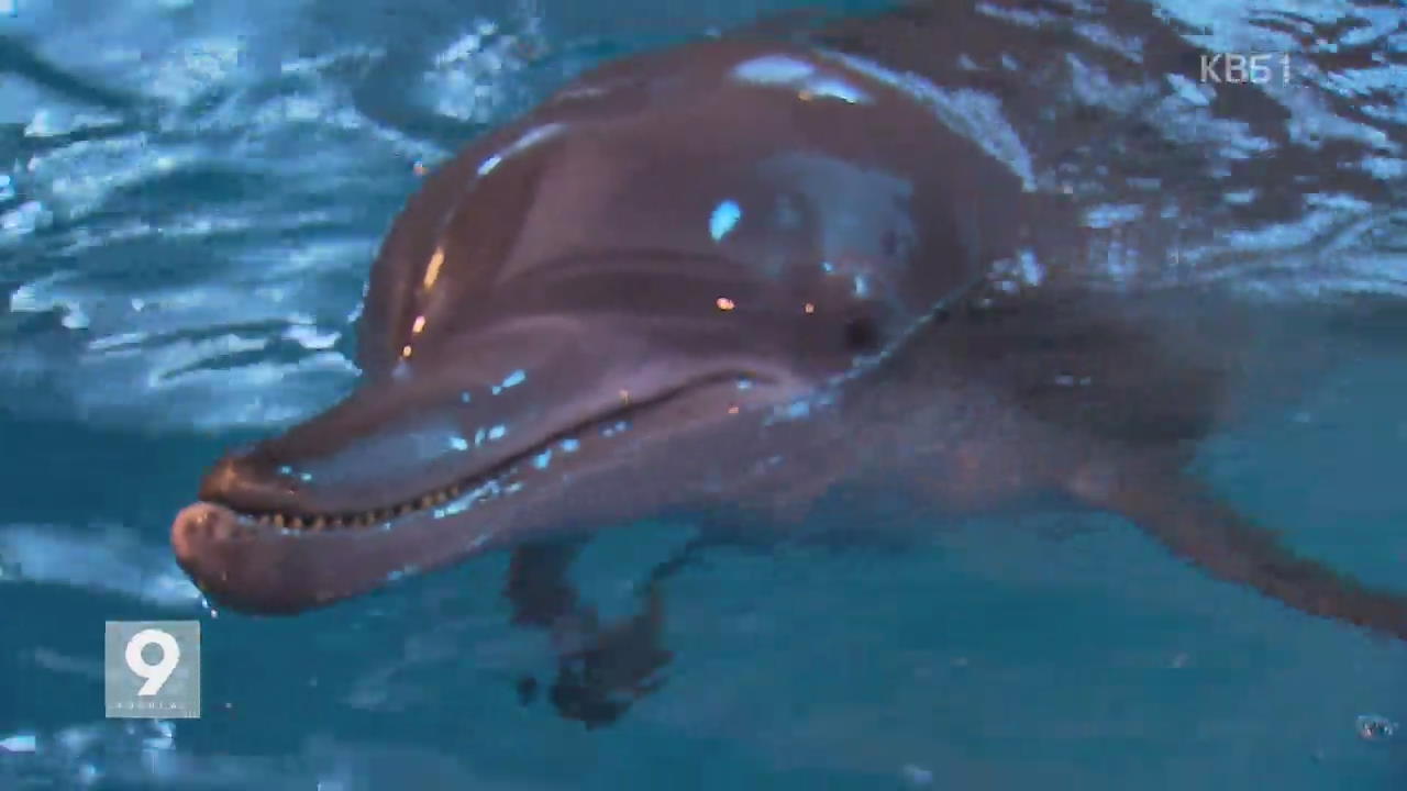 먹이 사냥·환경 적응…돌고래 귀향 훈련