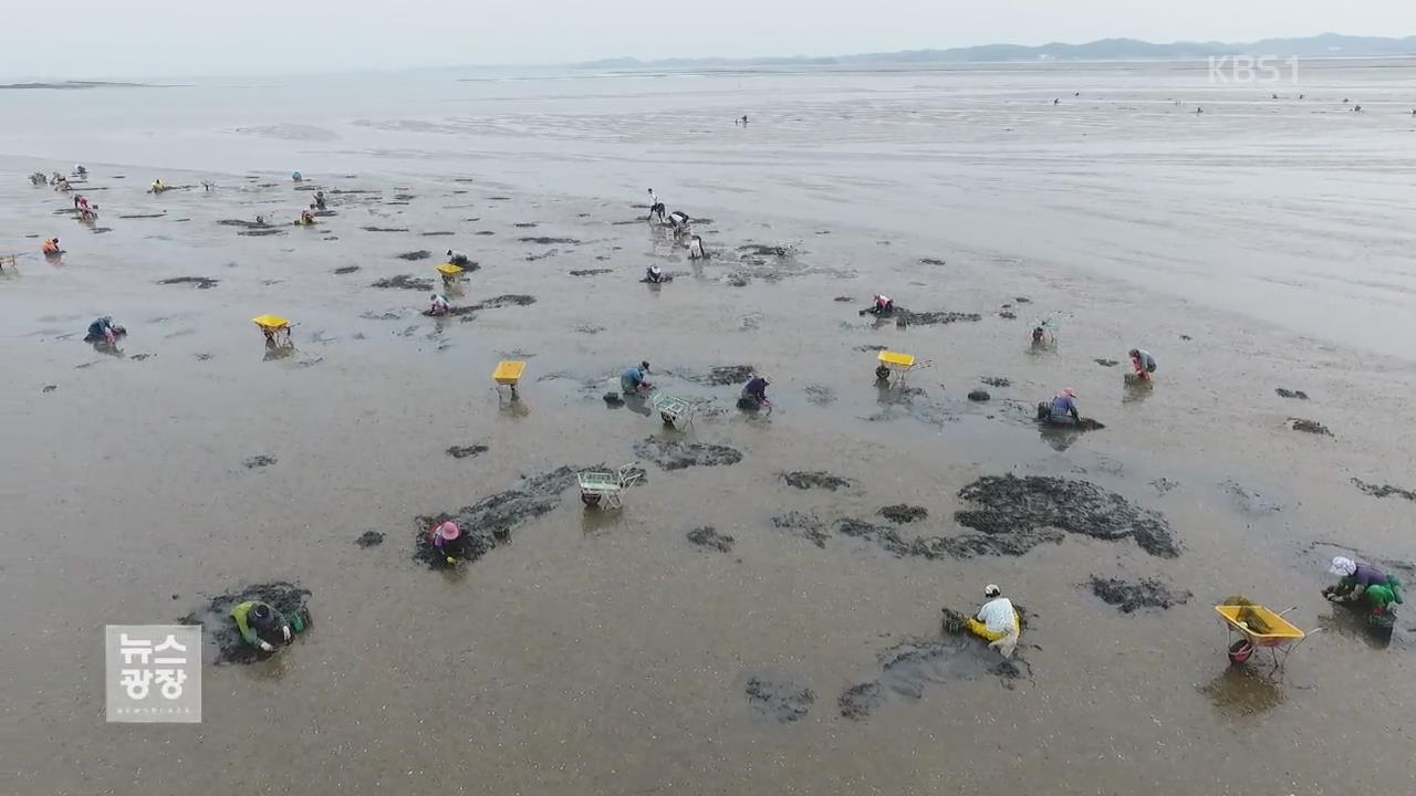 방조제 허문 황도…갯벌도 복원