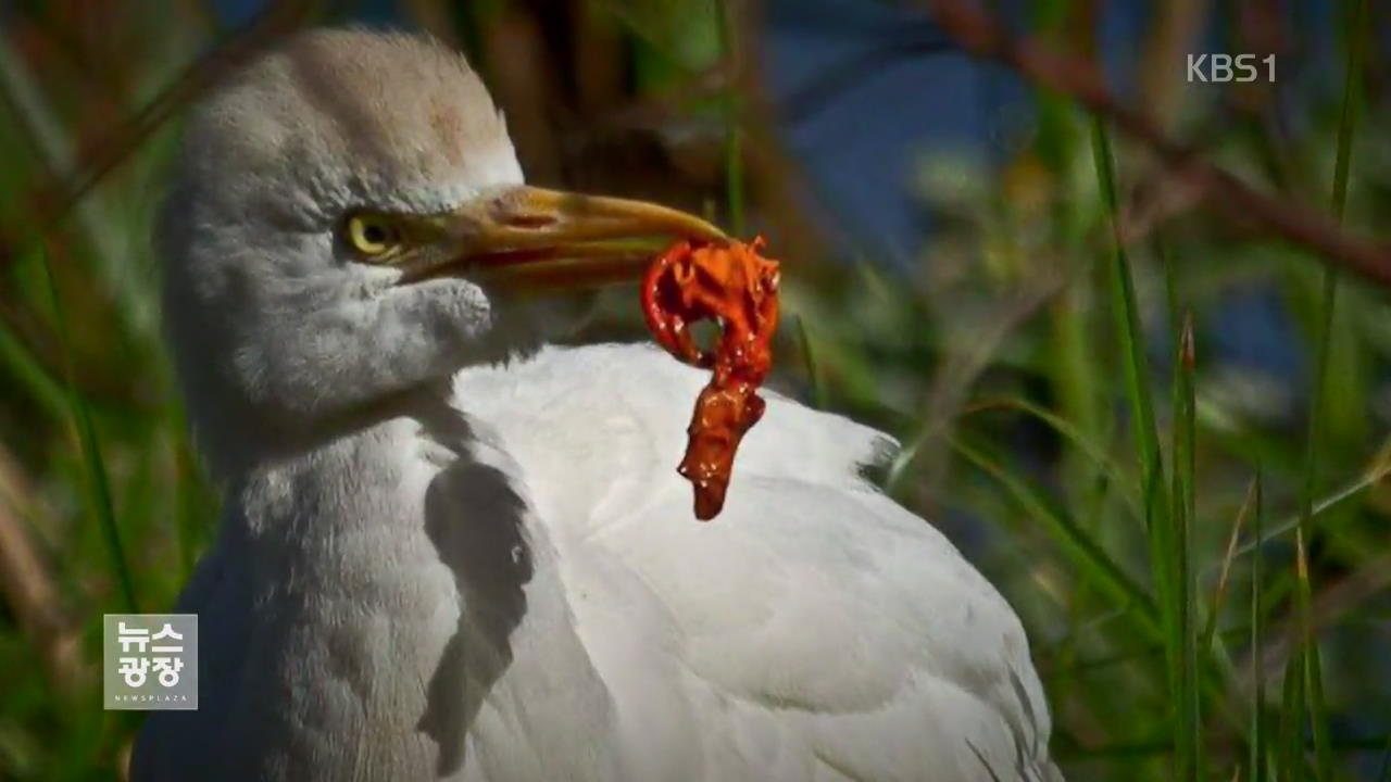 ‘풍선 날리기’ 첫 금지…“야생동물에 치명적”