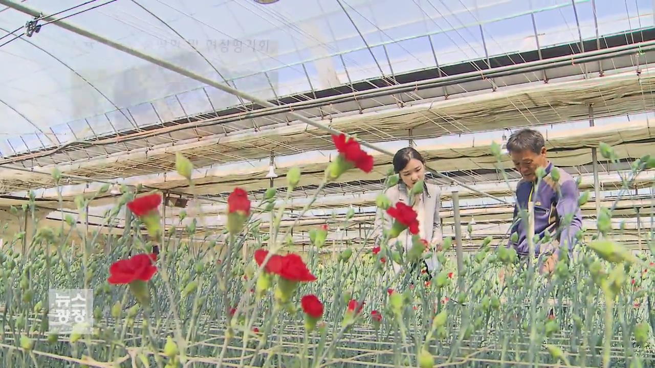 카네이션 품종 개발 ‘속도’…보급은 ‘뒷전’