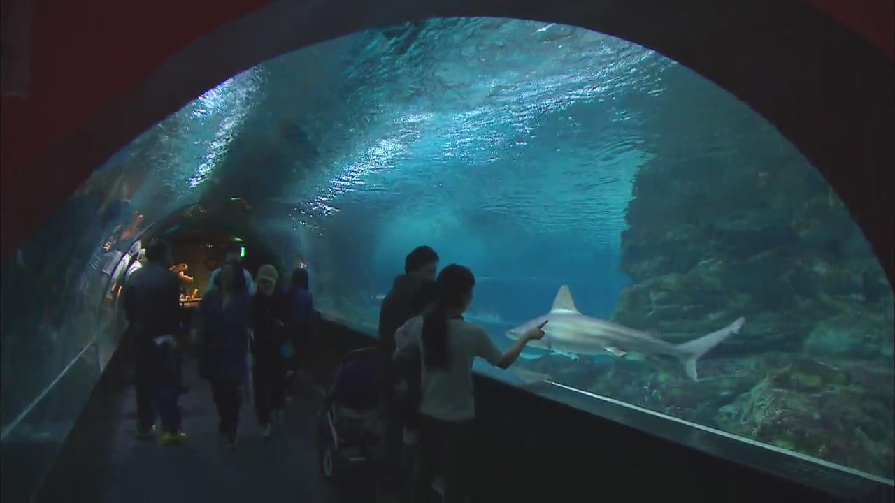 [Korea Snapshot] COEX Aquarium