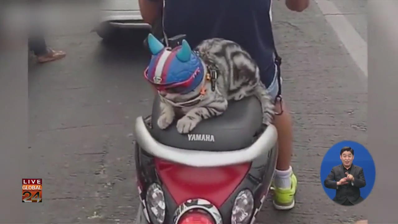 [글로벌24 브리핑] “안전이 우선!” 고양이의 헬멧
