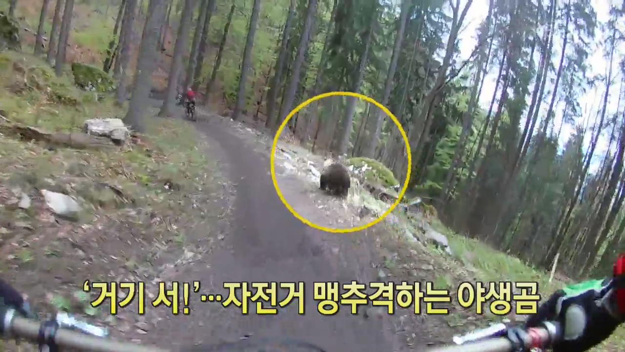[디지털 광장] ‘거기 서!’…자전거 맹추격하는 야생곰 