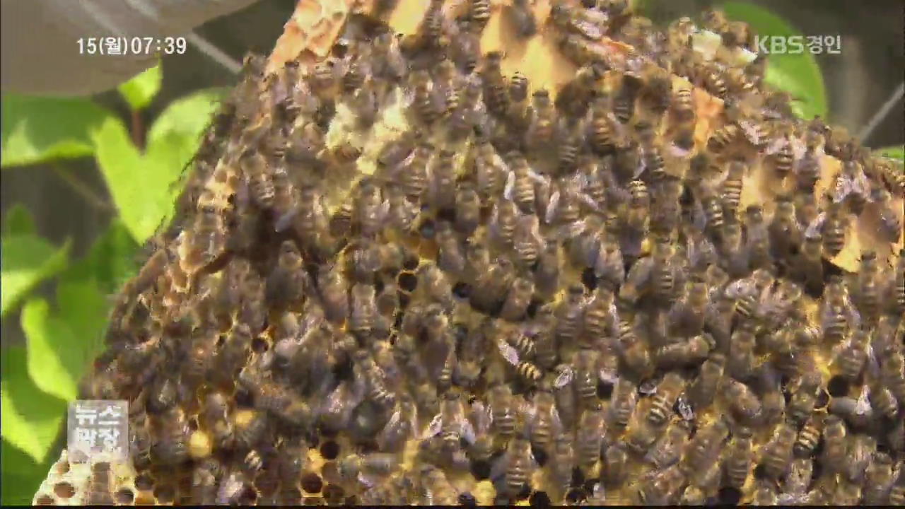 ‘꿀벌 에이즈’ 확산…양봉 농가 비상