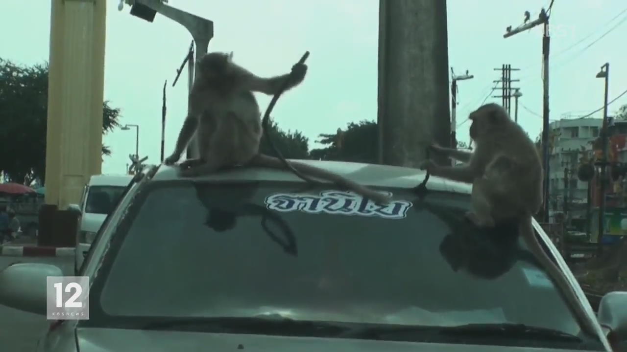 태국, 차 망가트린 원숭이들과 스님