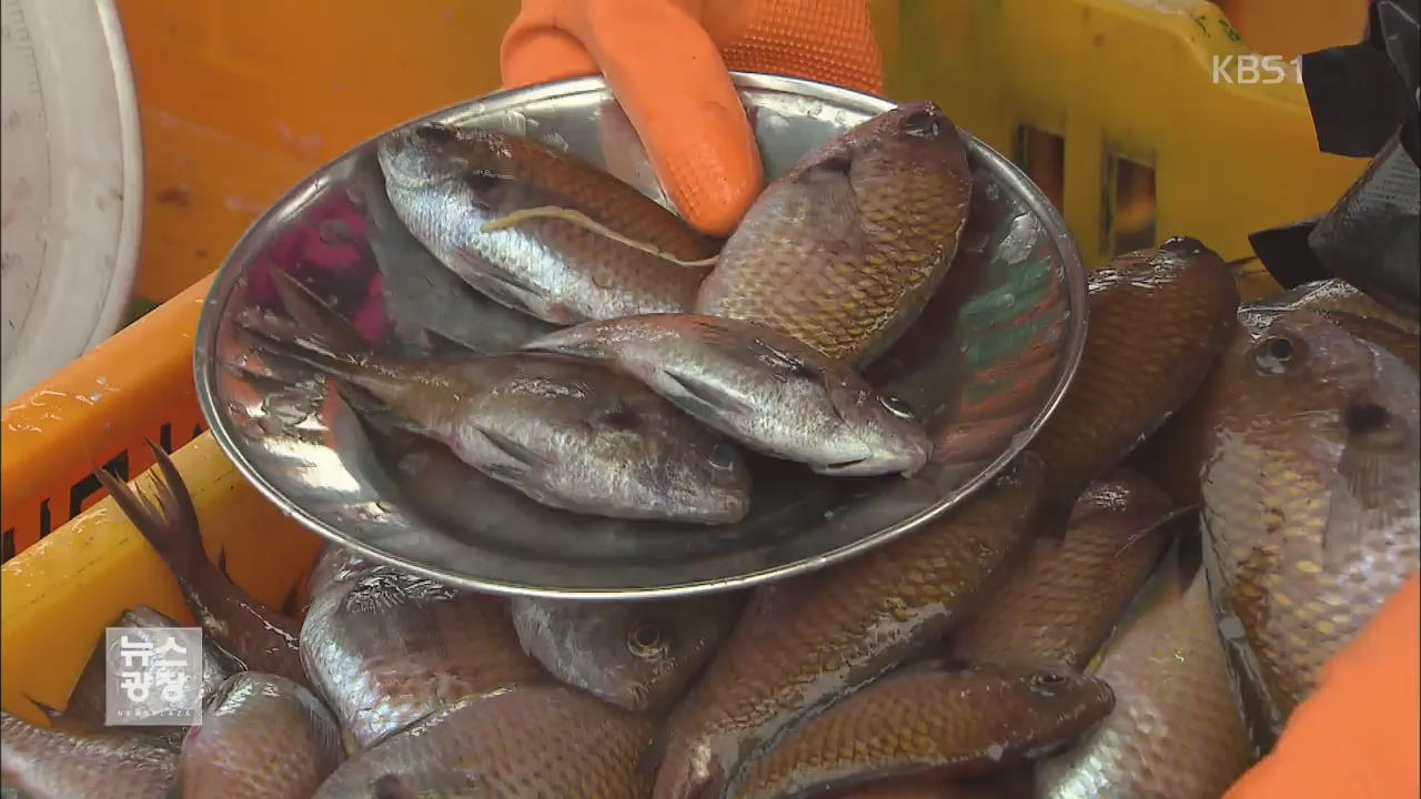 자리돔 어획량 급감…저수온·멸치떼 때문?