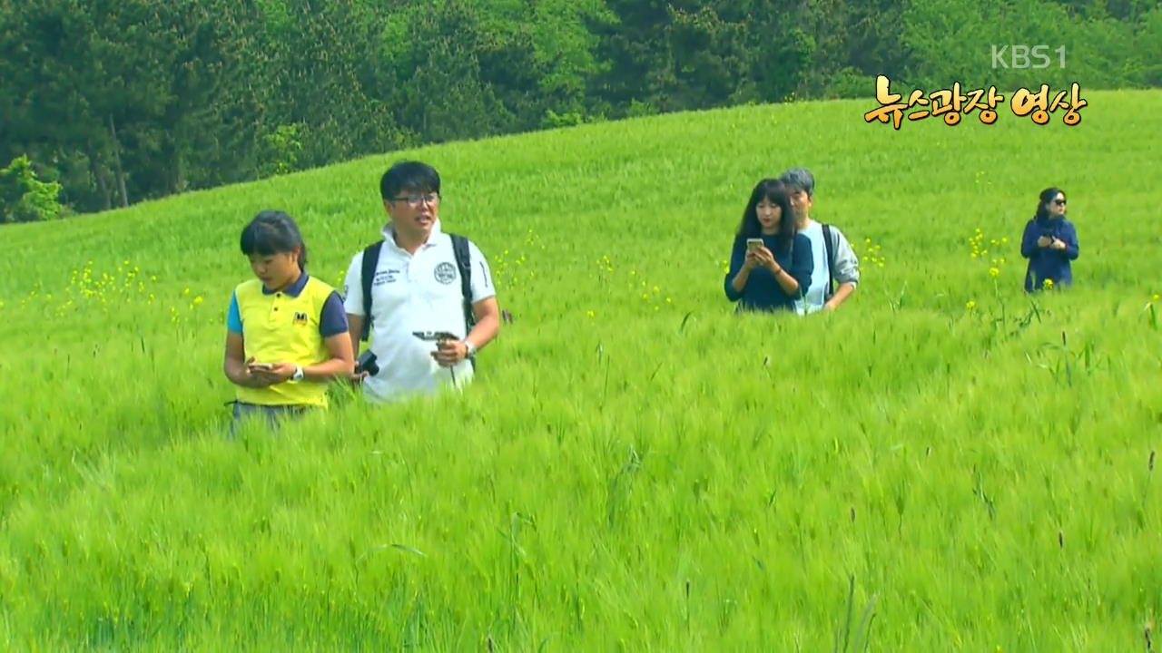 [뉴스광장 영상] 오라동 청보리밭