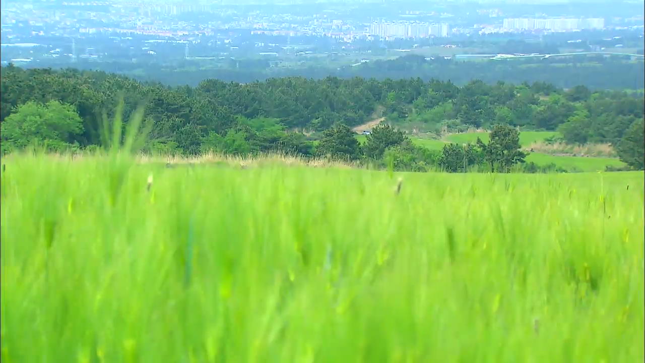 [Korea Snapshot] Green Barley Field