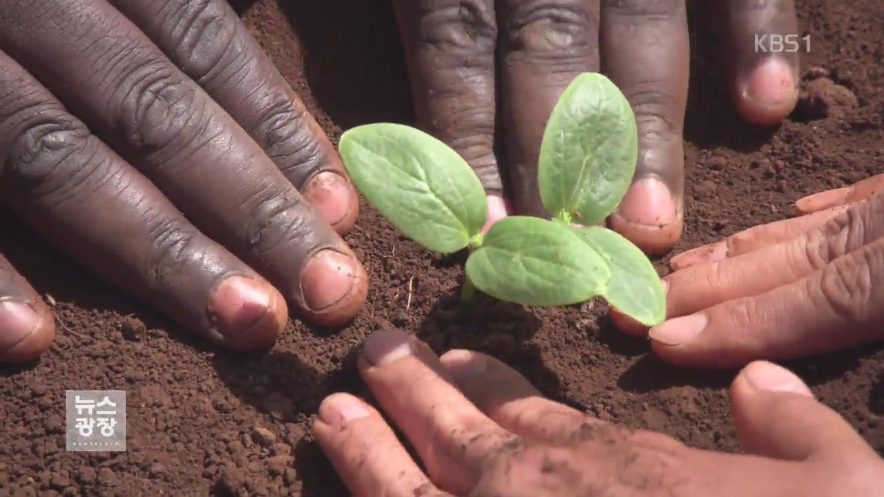 아프리카에 뿌리내리는 ‘농업 한류’