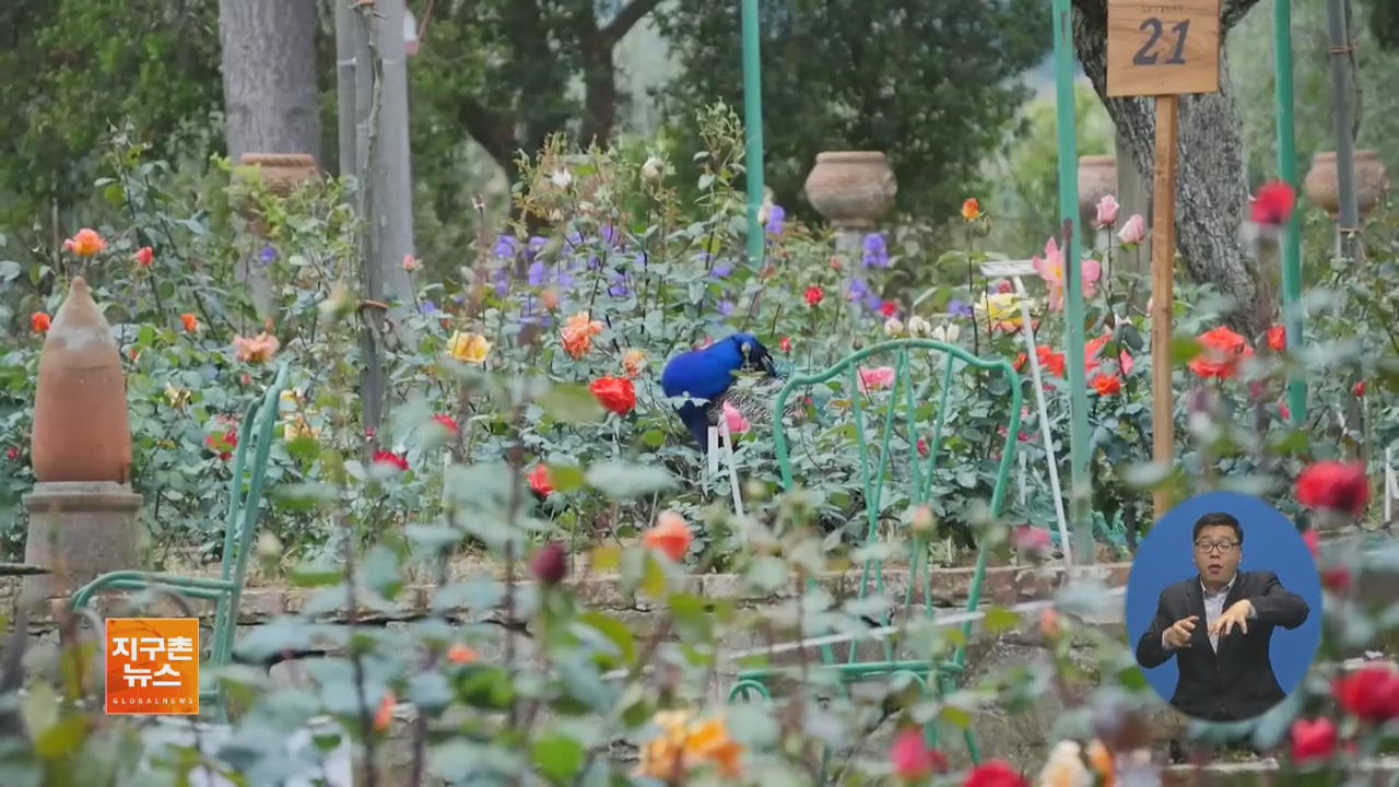 [지구촌 화제 영상] 세계 최대 ‘개인 장미 정원’