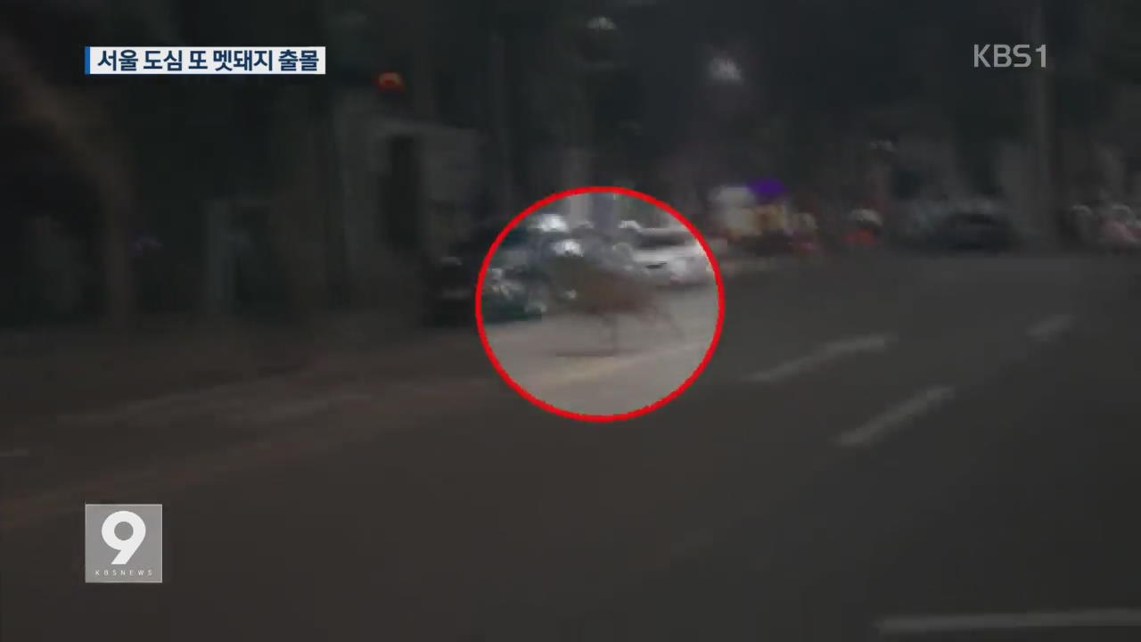 서울 도심 또 멧돼지 출몰 소동…아찔한 추격전
