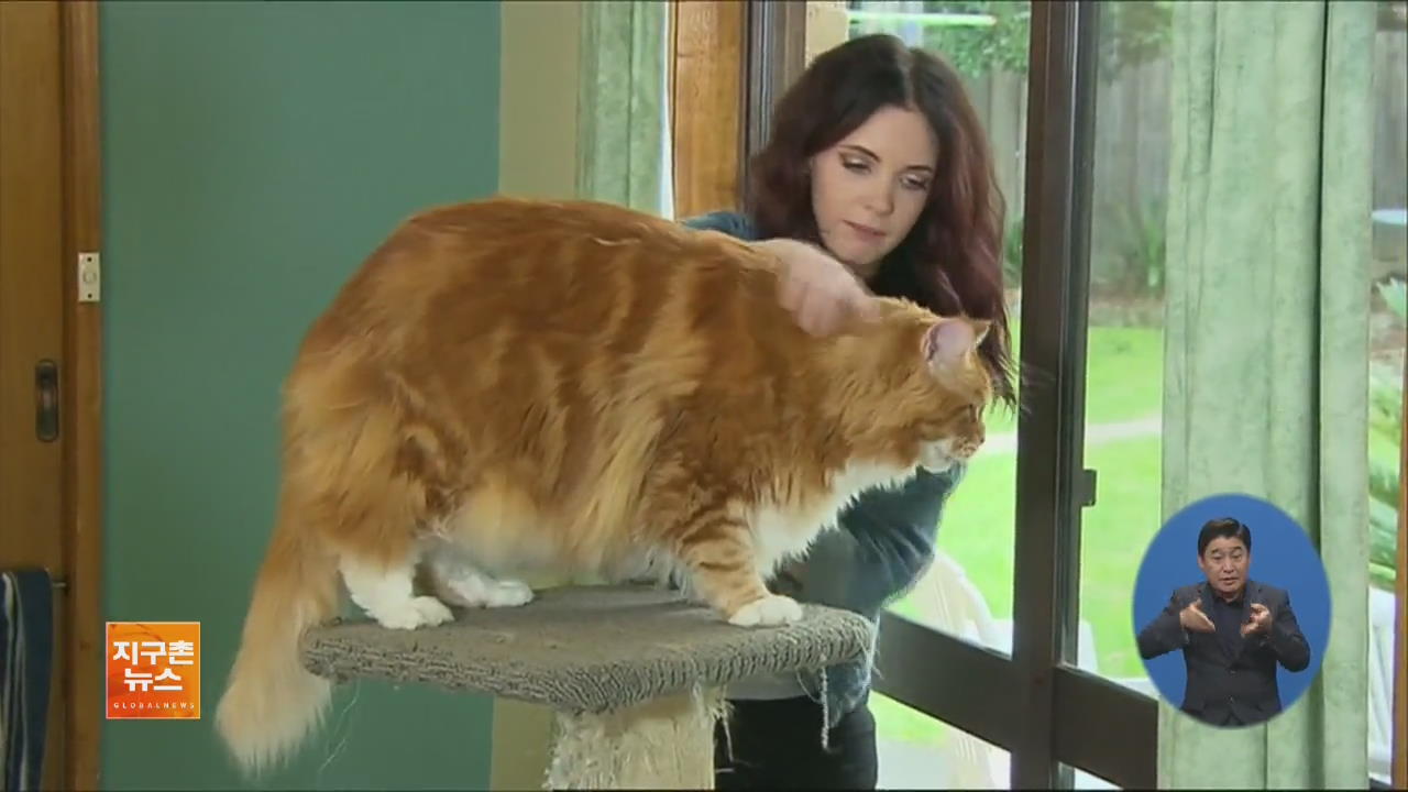 [지구촌 화제 영상] ‘몸길이 120cm’ 호주 고양이