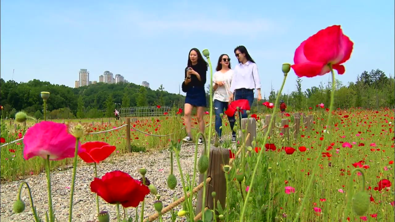 [Korea Snapshot] Poppy Garden