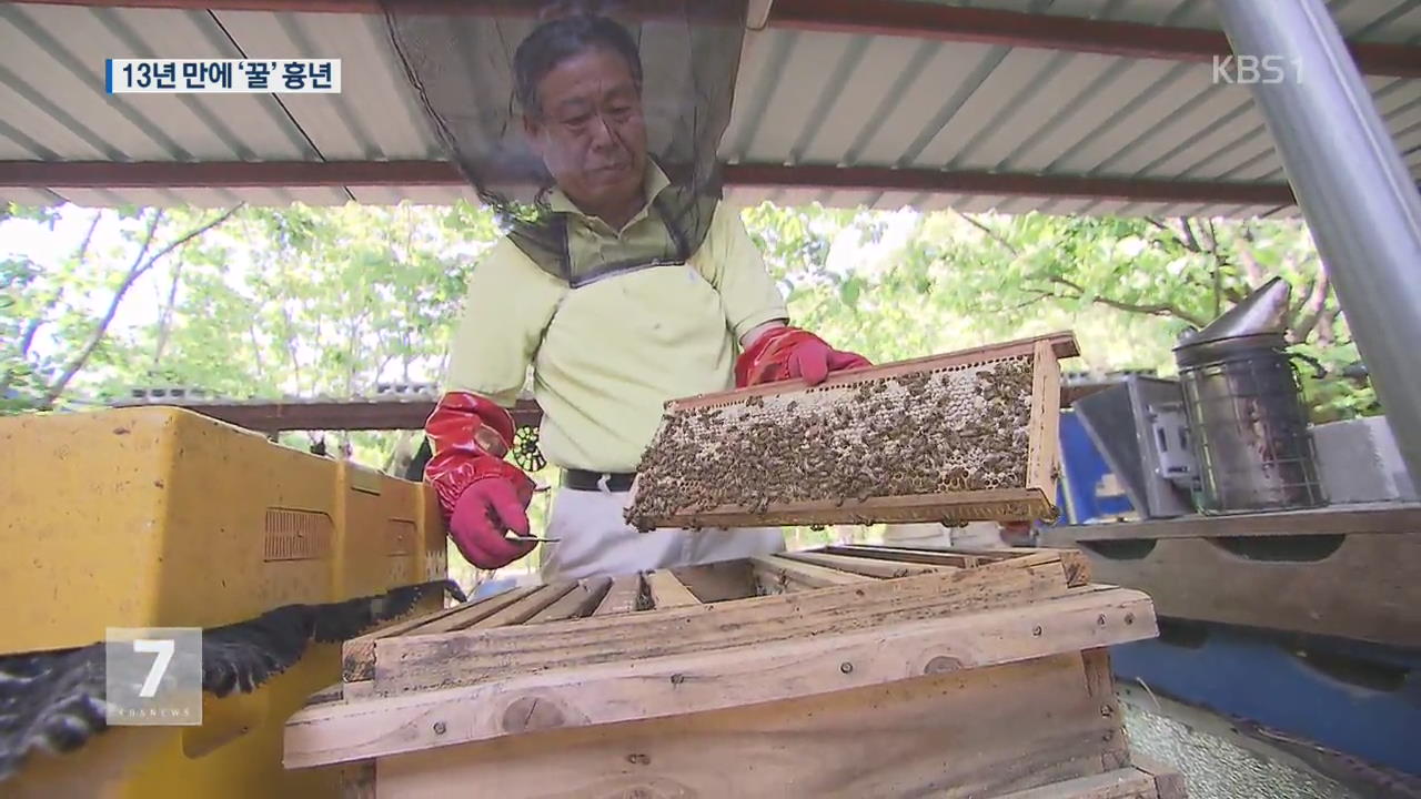 “13년 만에 최악”…고온현상에 양봉농가 울상