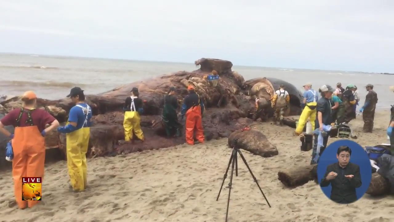 [글로벌24 주요뉴스] 美 해변에 밀려온 대왕 고래 사체