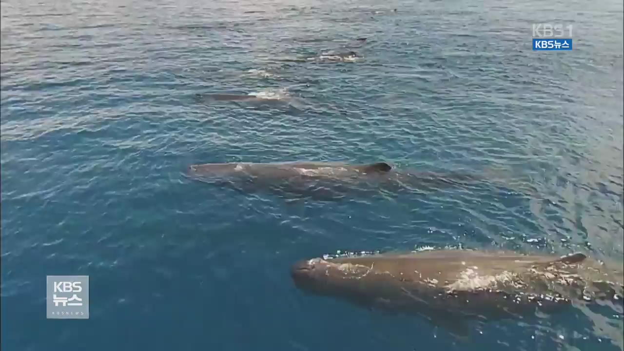 최대 33m 대왕고래, 몸집 커진 이유는?