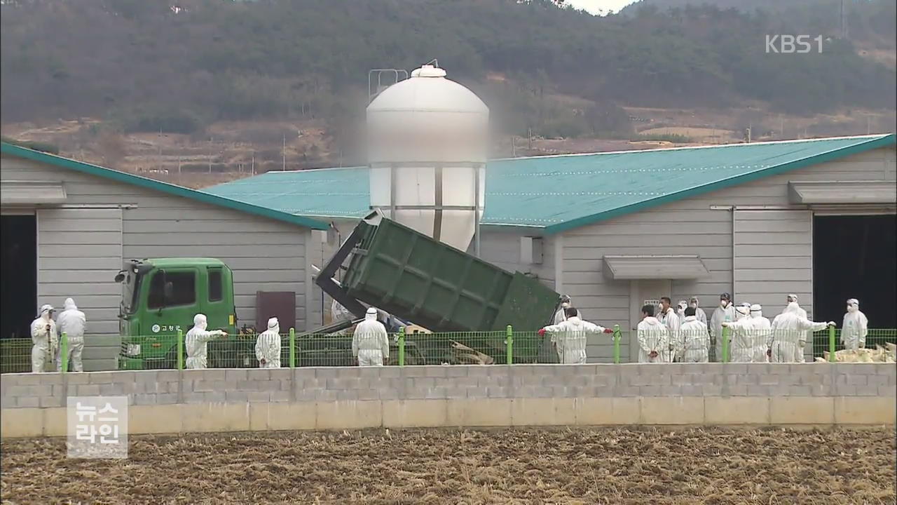 AI ‘심각’ 격상…모레 가금류 이동 중지