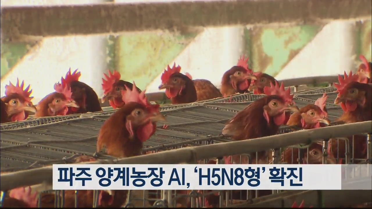 파주 양계농장 AI, ‘H5N8형’ 확진