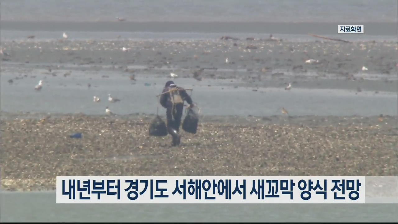 내년부터 경기도 서해안에서 새꼬막 양식 전망