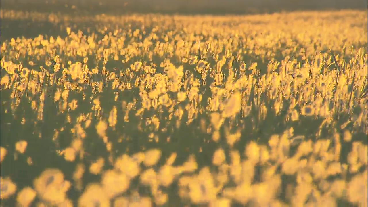 [Korea Snapshot] Ppilgikkot Flower