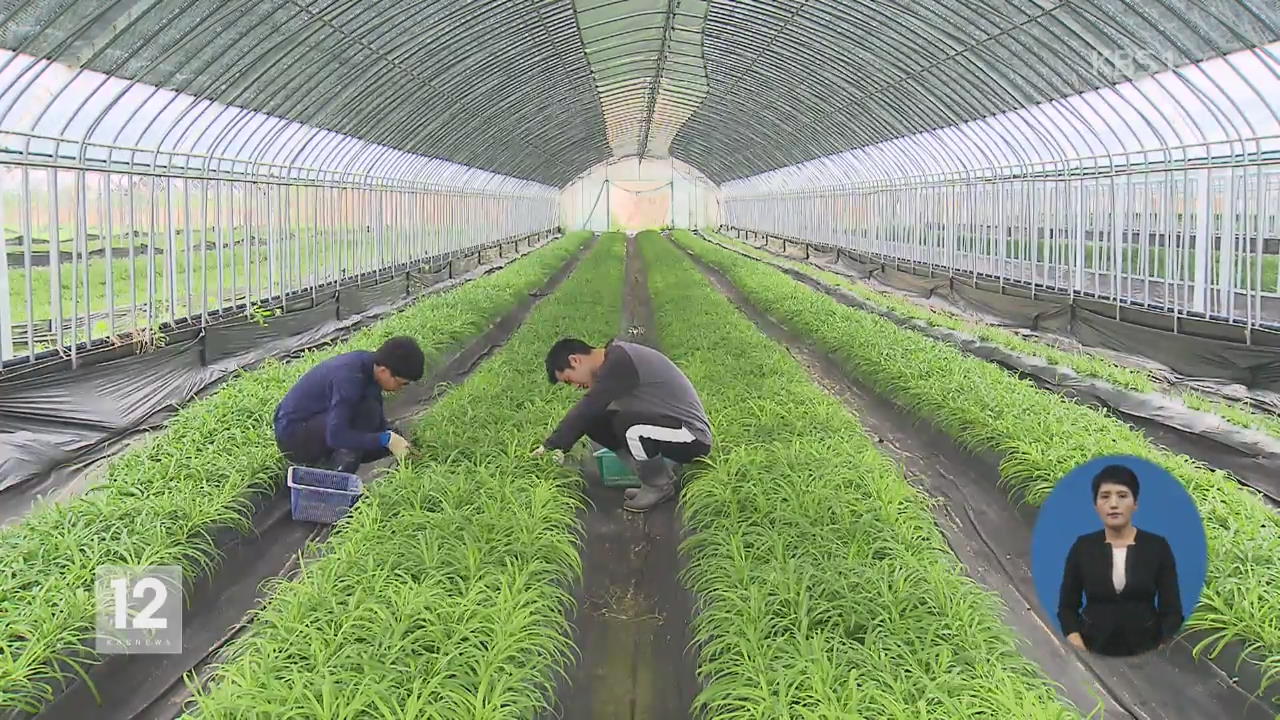 세 가지 맛 ‘삼채’, 닭·오리 면역 키운다