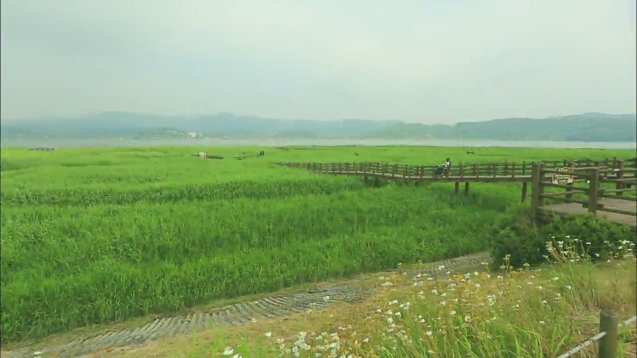 [Korea Snapshot] Sinseong-ri Reed Field