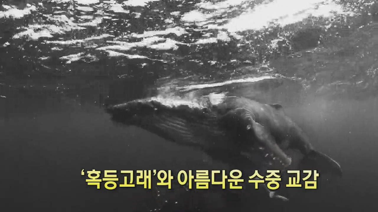 [세상의 창] ‘혹등고래’와 아름다운 수중 교감