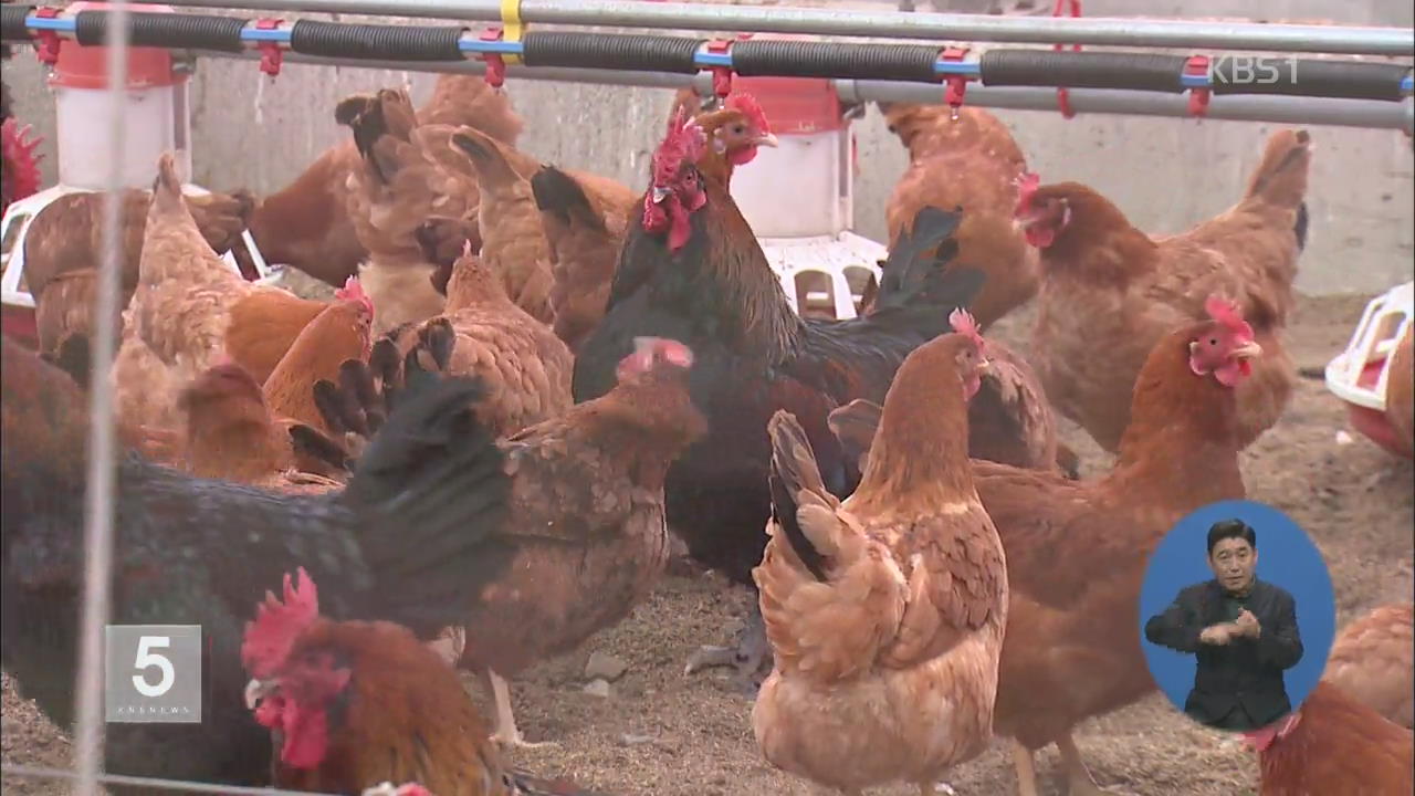 살아있는 닭 유통금지…도계장 확충 시급