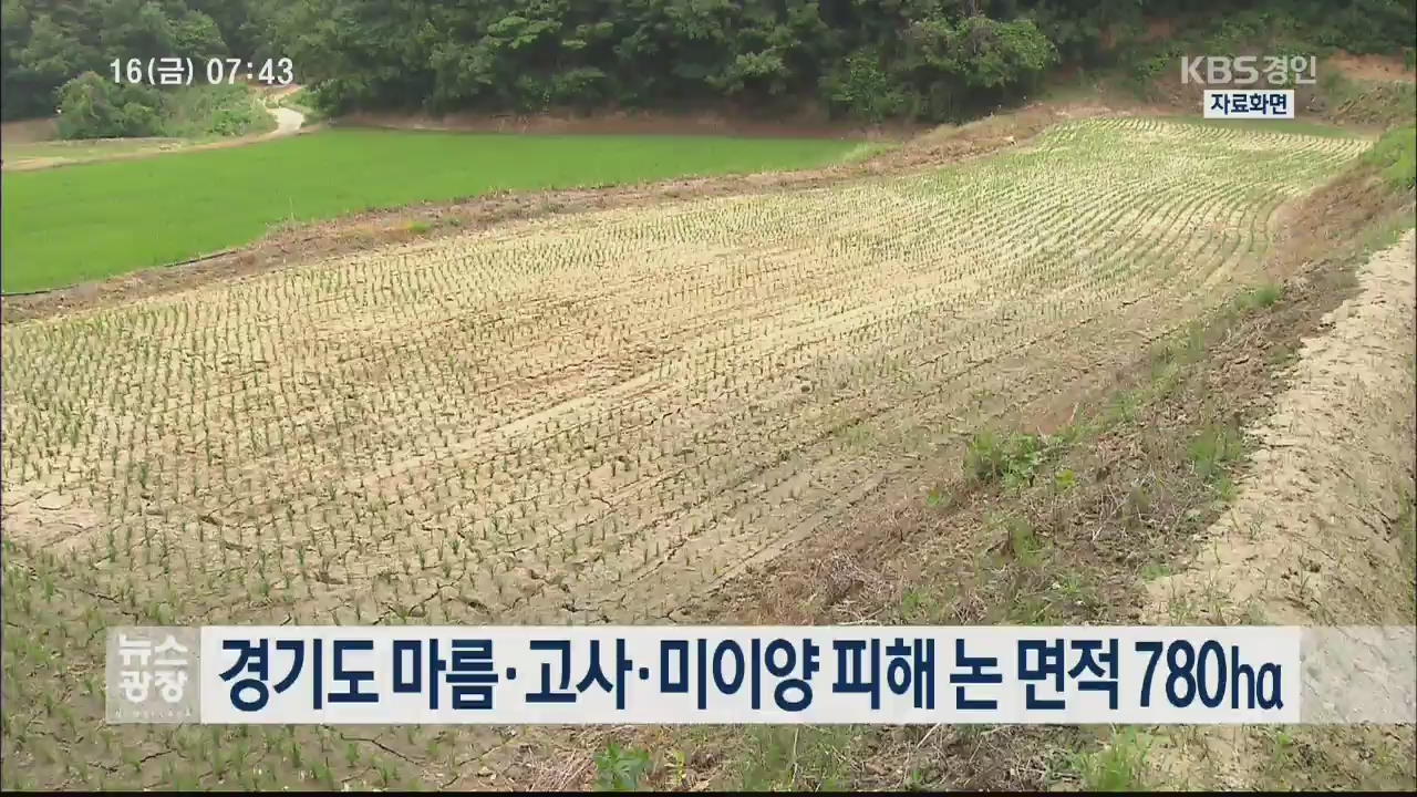 경기도 마름·고사·미이양 피해 논 면적 780㏊