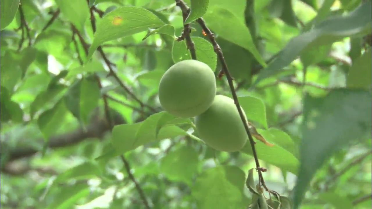 Green Plums in Season