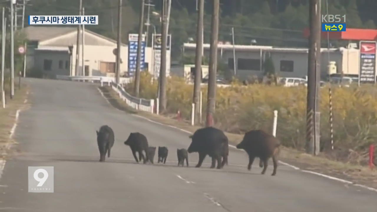 변종 멧돼지가 도심에…‘원전’ 후쿠시마에 무슨 일?