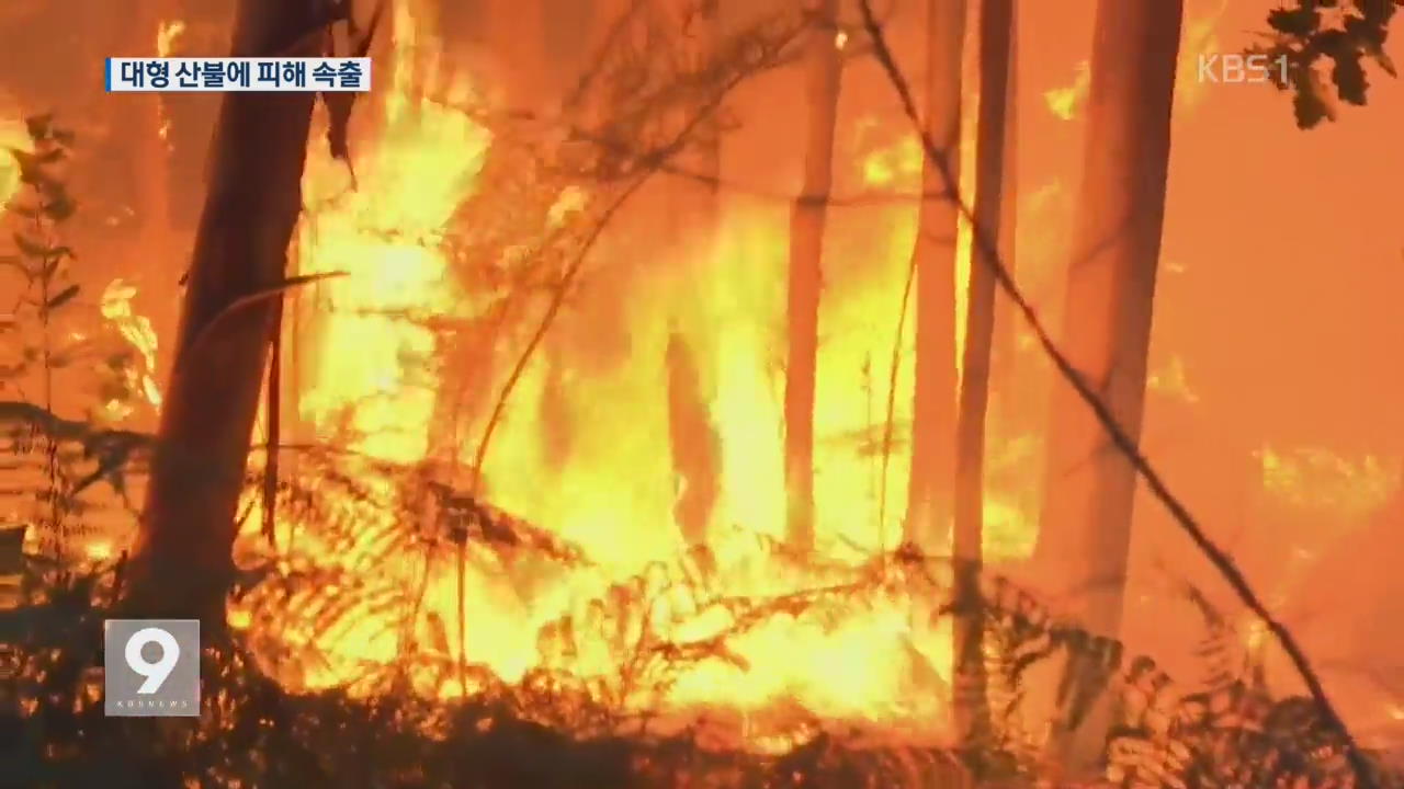 포르투갈 대형 산불…대피하다 최소 58명 사망