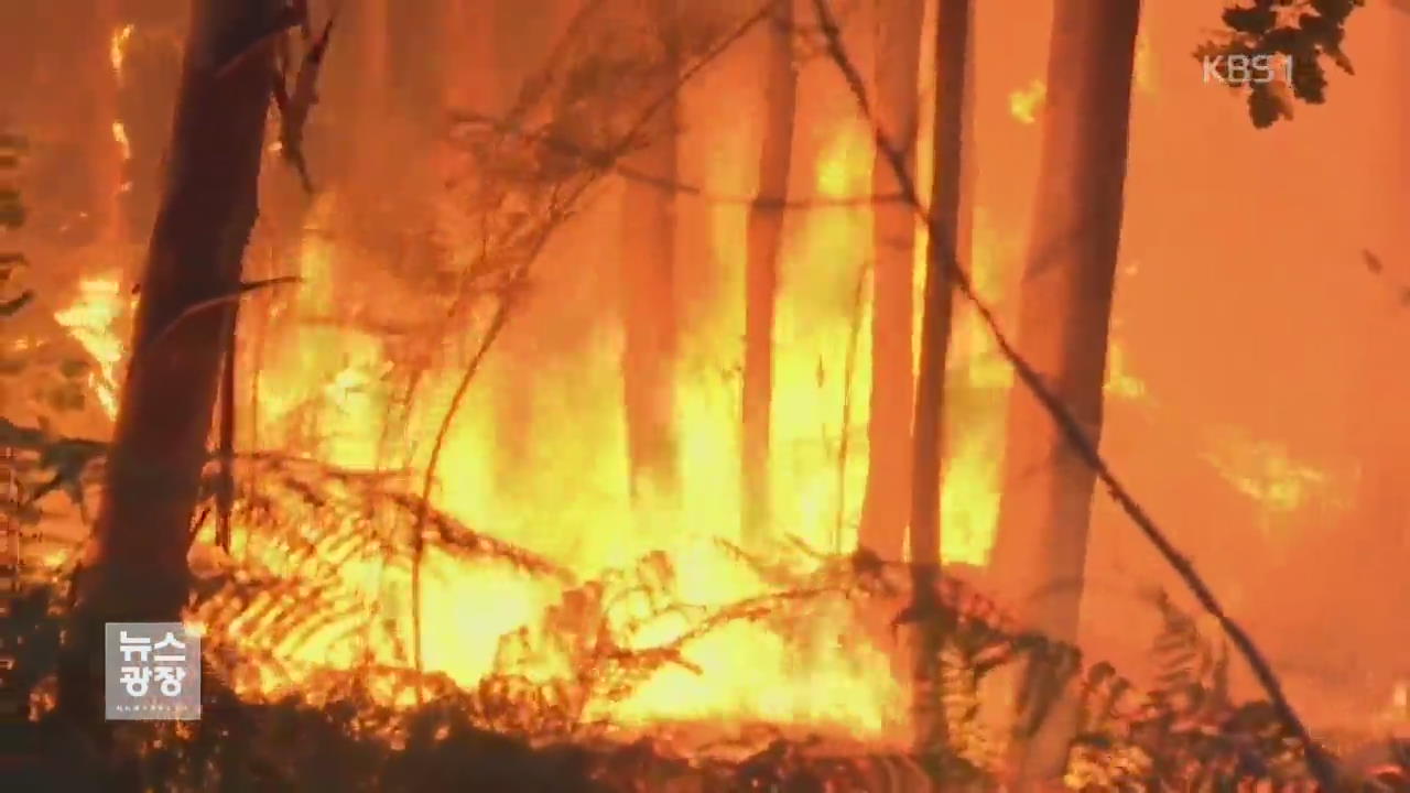 포르투갈 대형 산불…60여 명 사망