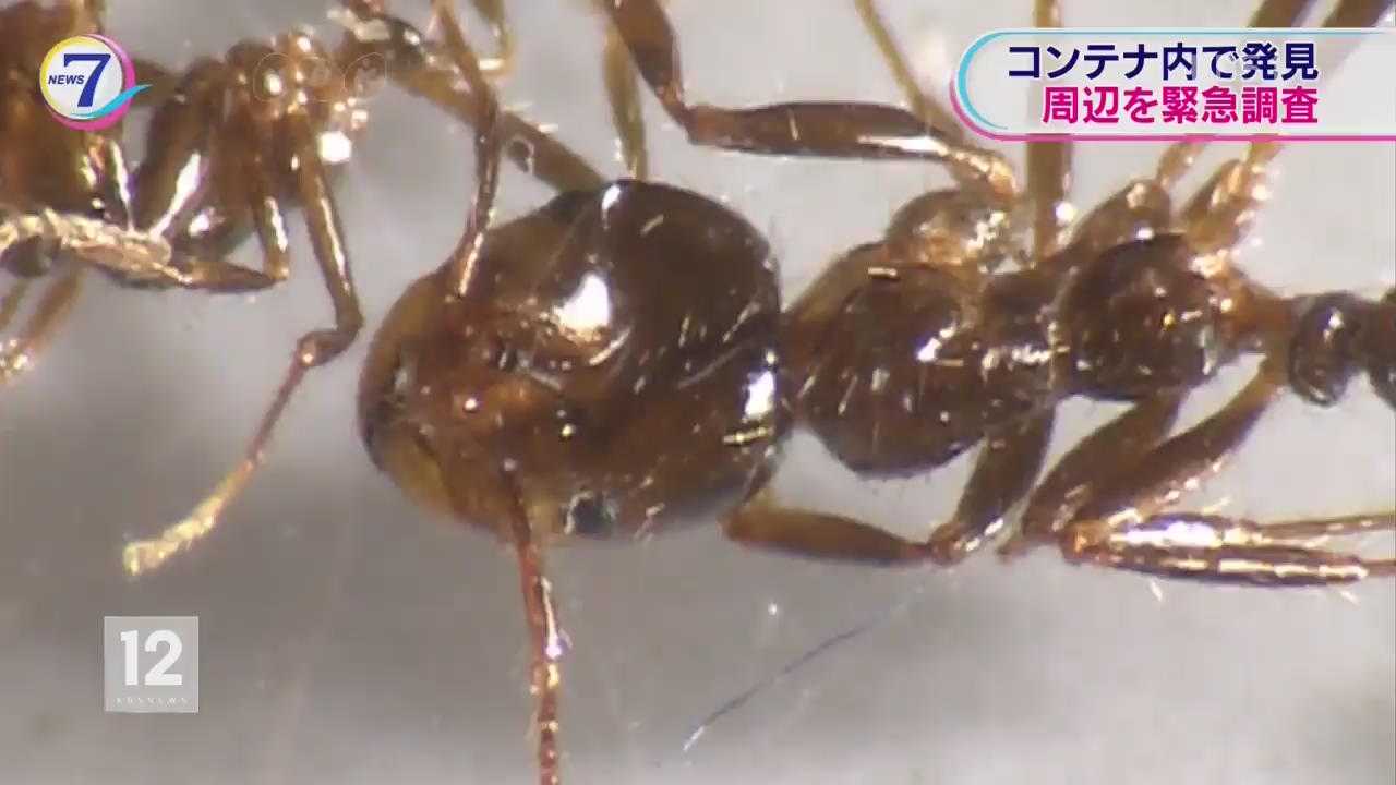 ‘붉은 불개미’ 일본에서 첫 확인