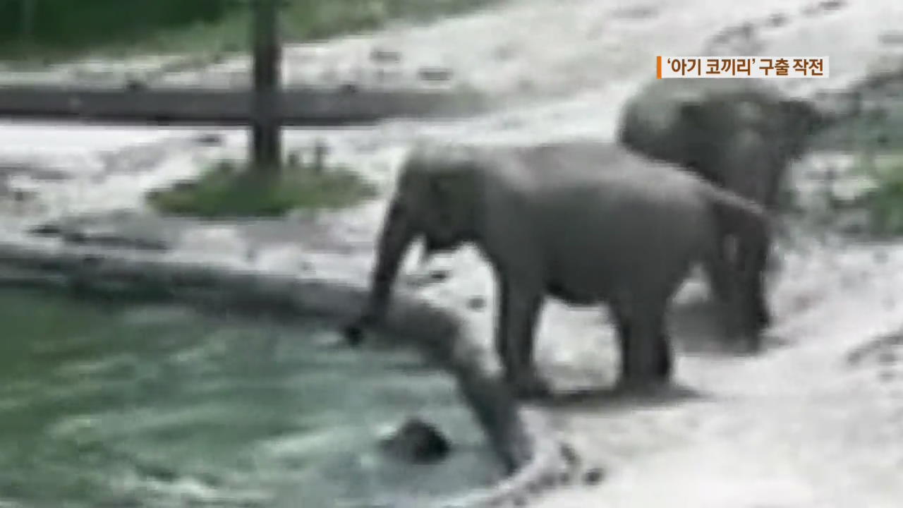 “아기 코끼리를 구하라”…감동의 구출 작전