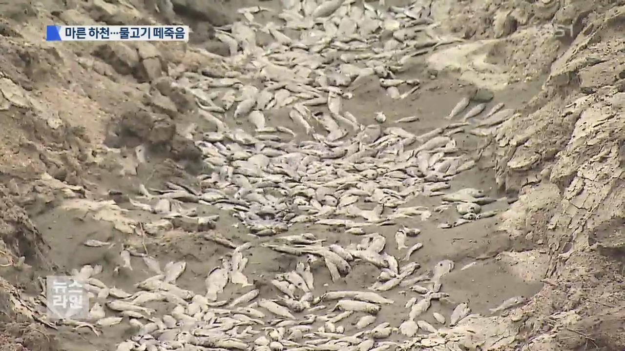 바닥 드러낸 하천…물고기 떼죽음