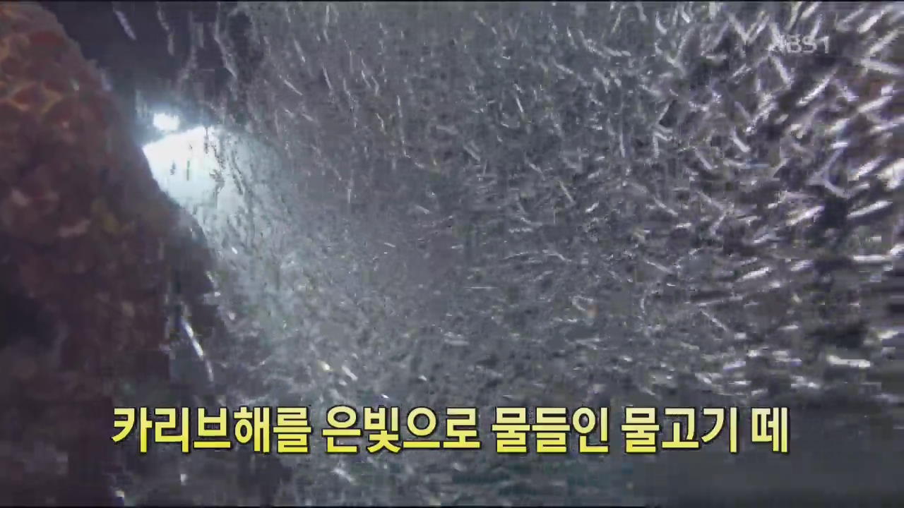 [디지털 광장] 카리브해를 은빛으로 물들인 물고기 떼