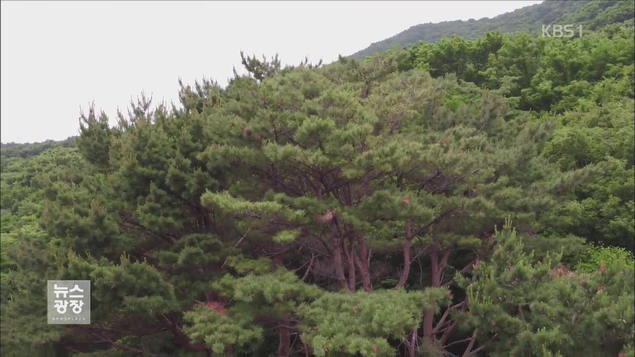 한라산 안쪽도 뚫렸다…재선충병 방제 ‘비상’