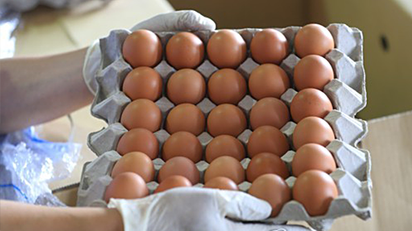 태국산 계란 수입 지연되며 혼선…정부 진상파악 나서 