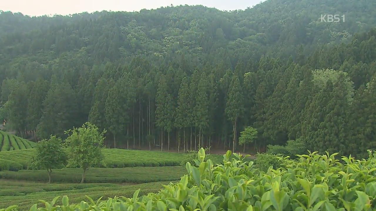[뉴스광장 영상] 삼나무 숲